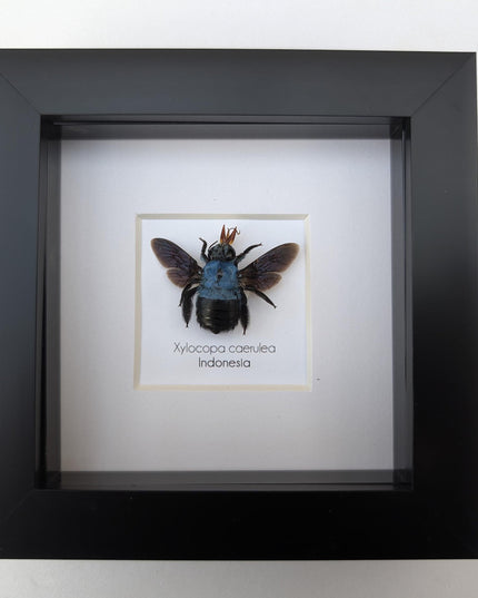 Framed blue carpenter bee taxidermy: ethically sourced entomology wall art