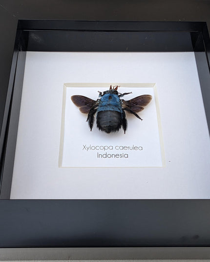 Framed blue carpenter bee taxidermy: ethically sourced entomology wall art