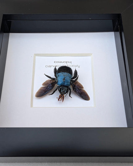 Framed blue carpenter bee taxidermy: ethically sourced entomology wall art