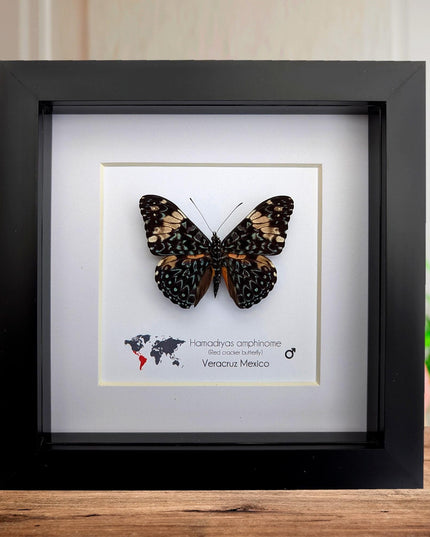 Framed Red Cracker Butterfly Taxidermy, Entomology Gift (6x6 Frame)