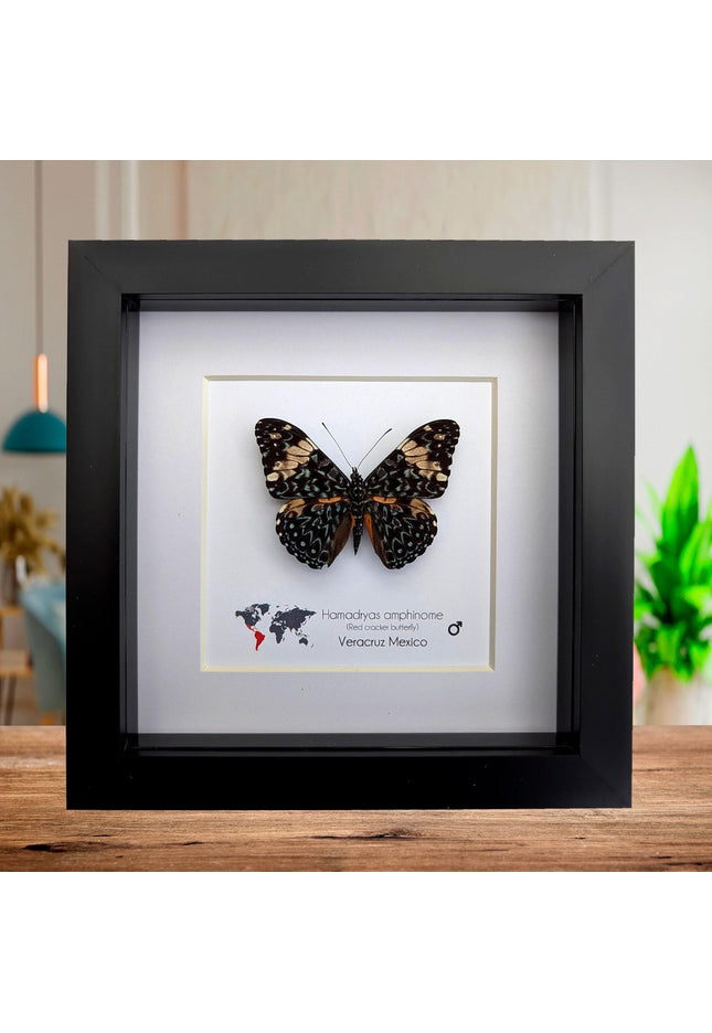Framed Red Cracker Butterfly Taxidermy, Entomology Gift (6x6 Frame)