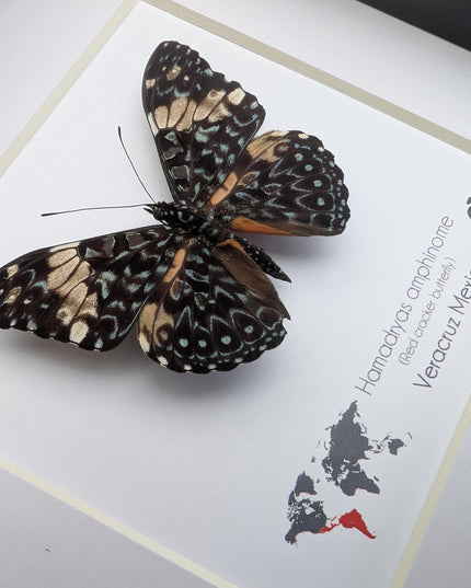 Framed Red Cracker Butterfly Taxidermy, Entomology Gift (6x6 Frame)