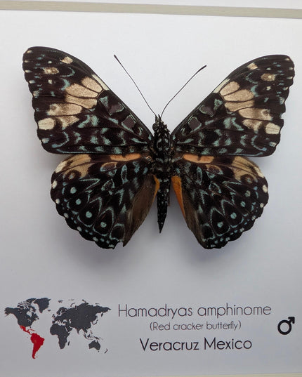 Framed Red Cracker Butterfly Taxidermy, Entomology Gift (6x6 Frame)