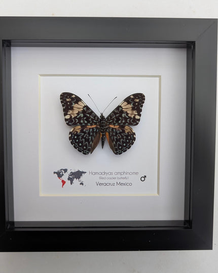 Framed Red Cracker Butterfly Taxidermy, Entomology Gift (6x6 Frame)