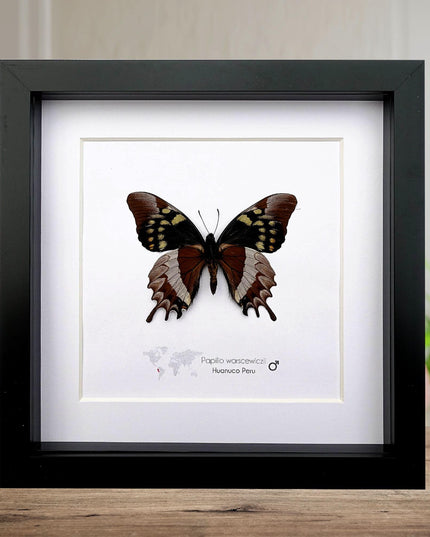 Mercedes swallowtail butterfly taxidermy: collectible entomology wall art