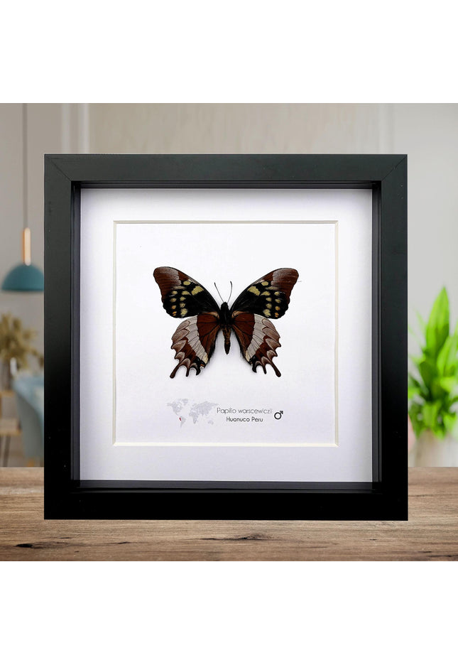 Mercedes swallowtail butterfly taxidermy: collectible entomology wall art