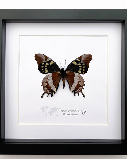 Mercedes swallowtail butterfly taxidermy: collectible entomology wall art