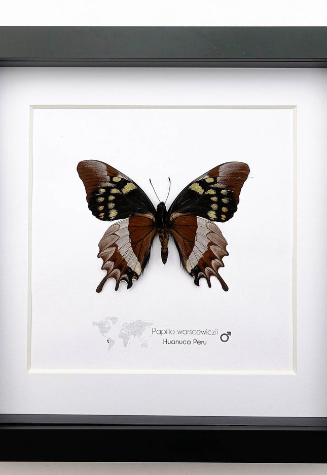 Mercedes swallowtail butterfly taxidermy: collectible entomology wall art