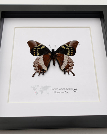 Mercedes swallowtail butterfly taxidermy: collectible entomology wall art