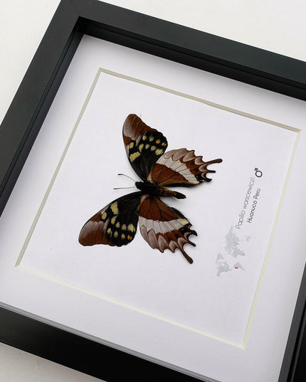 Mercedes swallowtail butterfly taxidermy: collectible entomology wall art