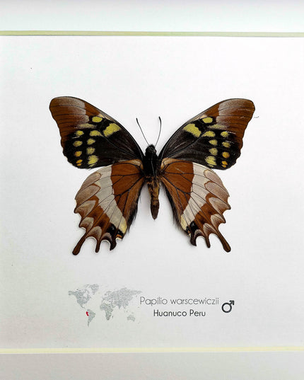 Mercedes swallowtail butterfly taxidermy: collectible entomology wall art