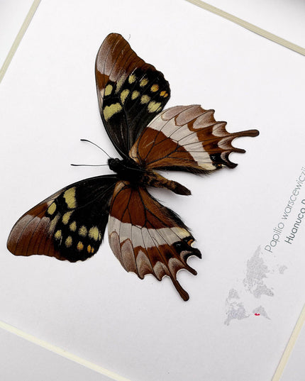 Mercedes swallowtail butterfly taxidermy: collectible entomology wall art