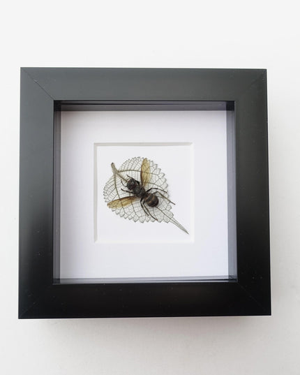 Pressed wasp art: vespa analis on dried leaf, framed herbarium