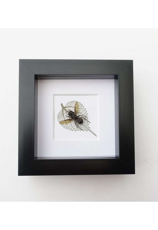 Pressed wasp art: vespa analis on dried leaf, framed herbarium