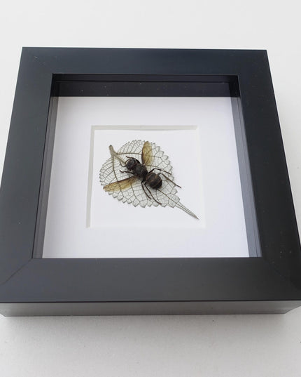 Pressed wasp art: vespa analis on dried leaf, framed herbarium