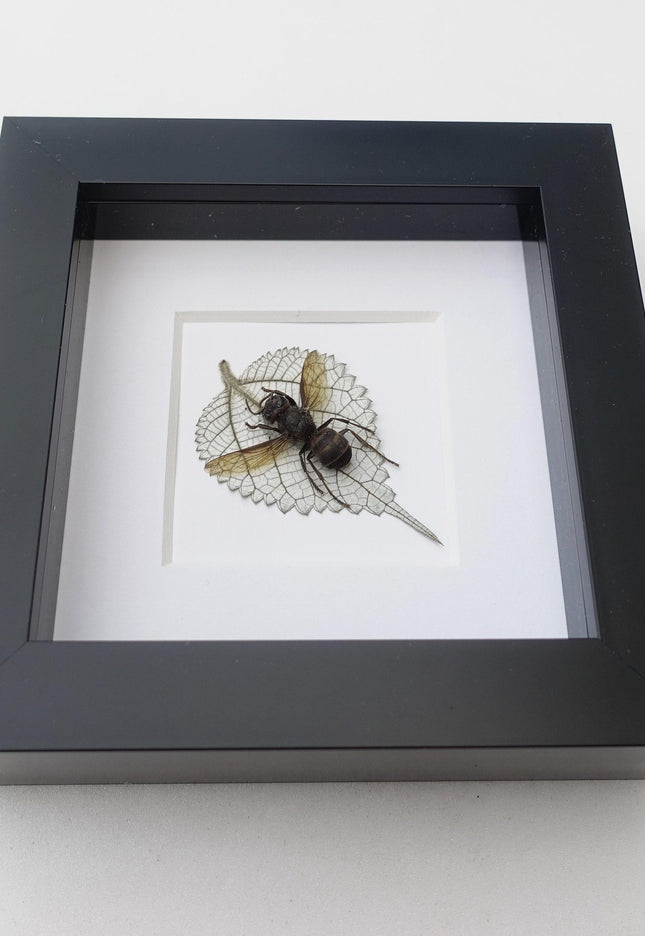 Pressed wasp art: vespa analis on dried leaf, framed herbarium