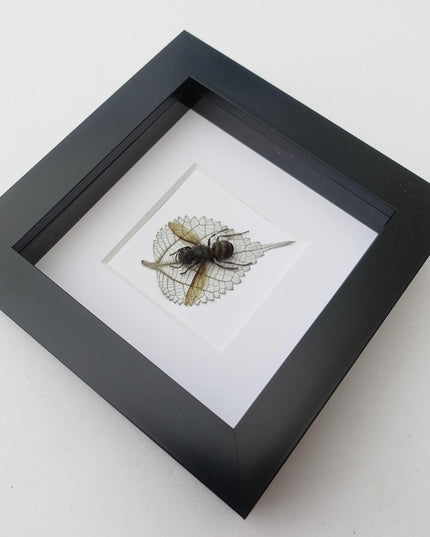 Pressed wasp art: vespa analis on dried leaf, framed herbarium