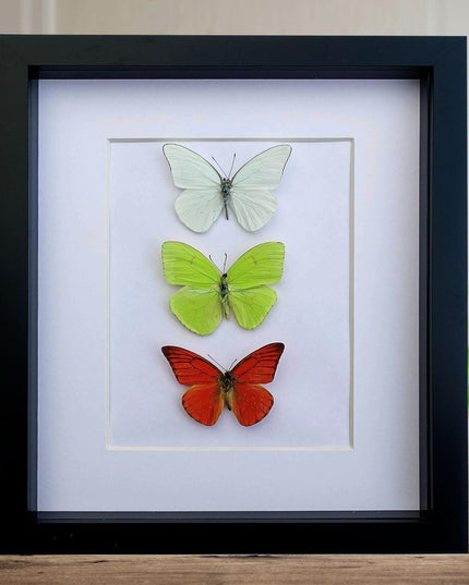 Framed butterfly display: florida white, cloudless sulphur, orange albatross