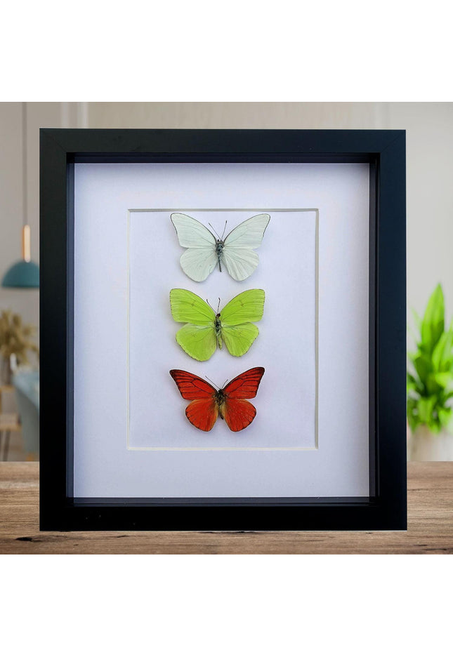 Framed butterfly display: florida white, cloudless sulphur, orange albatross