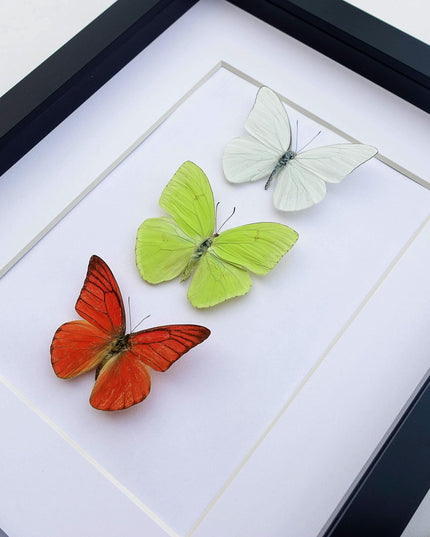 Framed butterfly display: florida white, cloudless sulphur, orange albatross