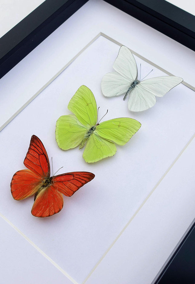 Framed butterfly display: florida white, cloudless sulphur, orange albatross