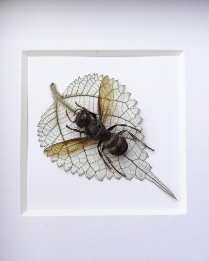 Pressed wasp art: vespa analis on dried leaf, framed herbarium
