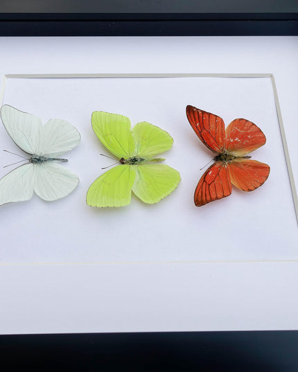 Framed butterfly display: florida white, cloudless sulphur, orange albatross