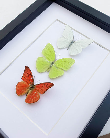 Framed butterfly display: florida white, cloudless sulphur, orange albatross