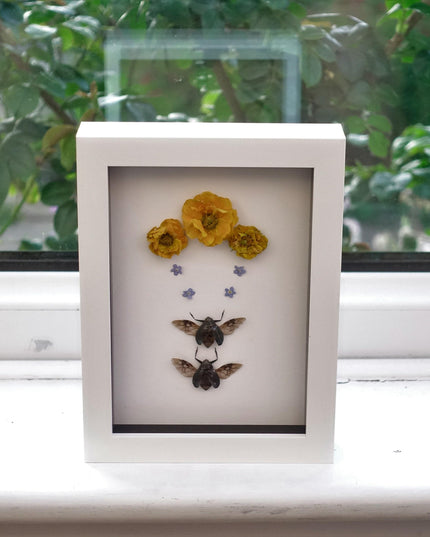 Framed dried flower & insect art: yellow floral botanical display (8x5")