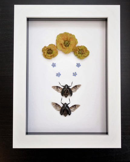 Framed dried flower & insect art: yellow floral botanical display (8x5")