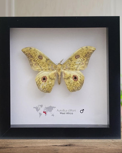 Framed Aurivillius Cliftoni Silk Moth, Red Eyed Emperor Moth, Entomology Wall Decor