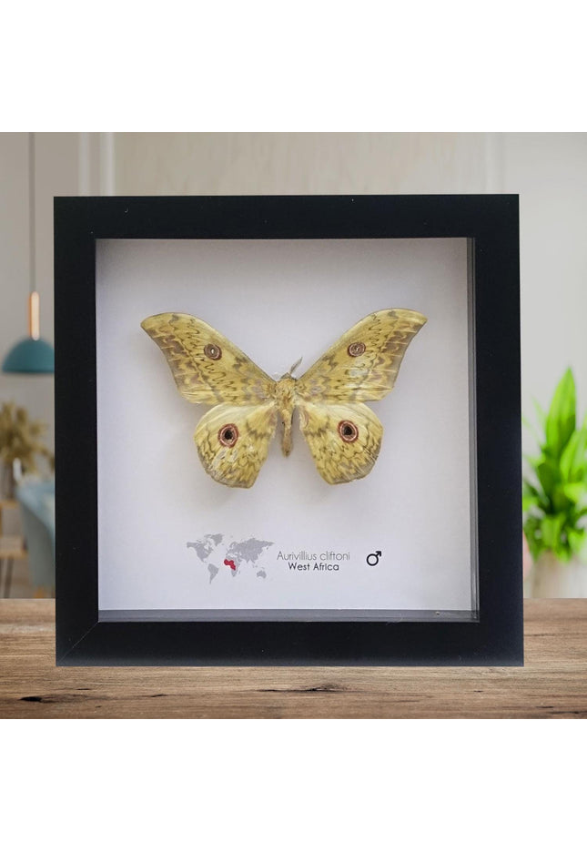 Framed Aurivillius Cliftoni Silk Moth, Red Eyed Emperor Moth, Entomology Wall Decor