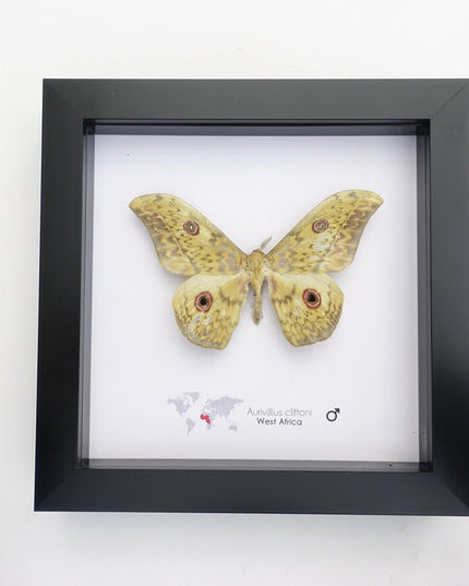Framed Aurivillius Cliftoni Silk Moth, Red Eyed Emperor Moth, Entomology Wall Decor