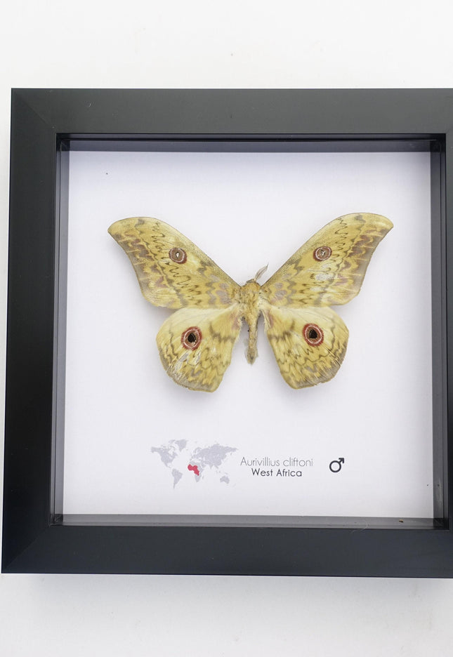 Framed Aurivillius Cliftoni Silk Moth, Red Eyed Emperor Moth, Entomology Wall Decor