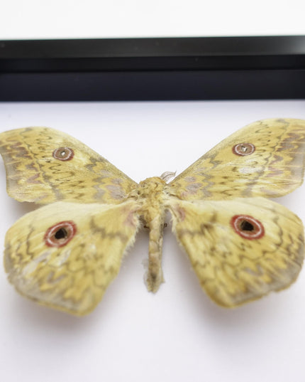Framed Aurivillius Cliftoni Silk Moth, Red Eyed Emperor Moth, Entomology Wall Decor