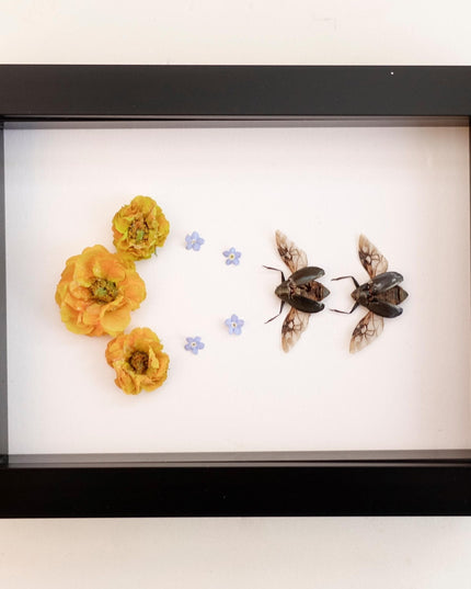 Framed dried flower & insect art: yellow floral botanical display (8x5")