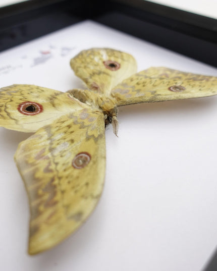 Framed Aurivillius Cliftoni Silk Moth, Red Eyed Emperor Moth, Entomology Wall Decor