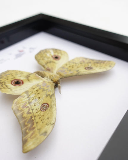 Framed Aurivillius Cliftoni Silk Moth, Red Eyed Emperor Moth, Entomology Wall Decor