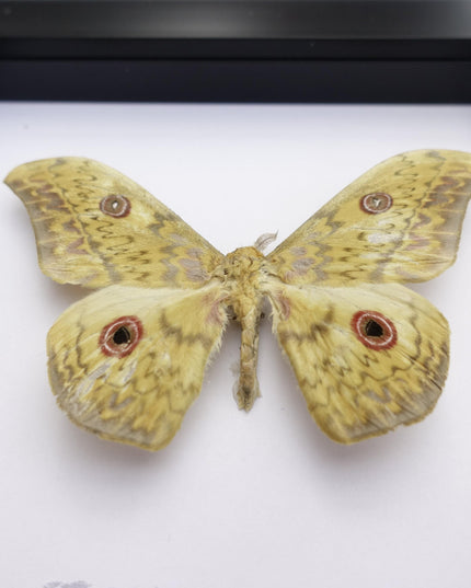 Framed Aurivillius Cliftoni Silk Moth, Red Eyed Emperor Moth, Entomology Wall Decor