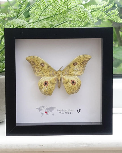 Framed Aurivillius Cliftoni Silk Moth, Red Eyed Emperor Moth, Entomology Wall Decor