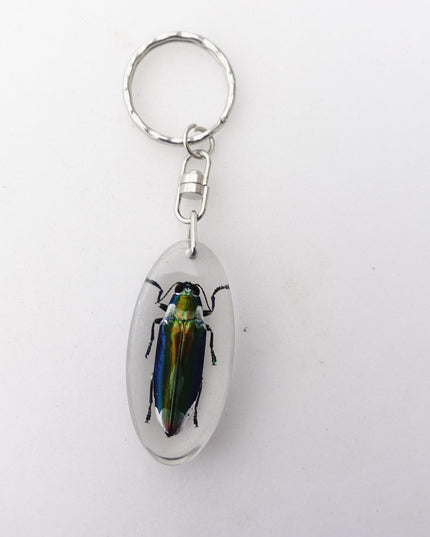 Real beetle keychain, resin keyring, cyphogastra javanica