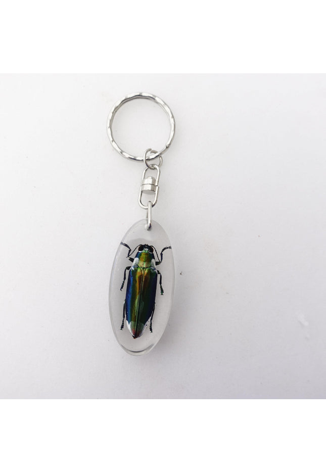 Real beetle keychain, resin keyring, cyphogastra javanica