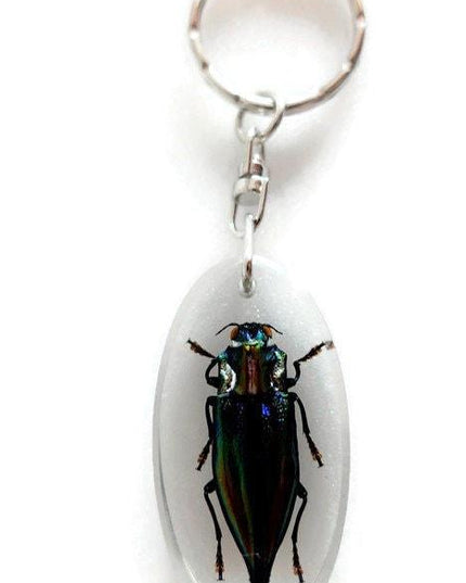 Real beetle keychain, resin keyring, cyphogastra javanica