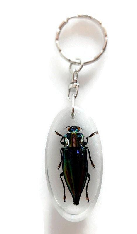 Real beetle keychain, resin keyring, cyphogastra javanica