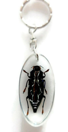 Real beetle keychain, resin keyring, cyphogastra javanica