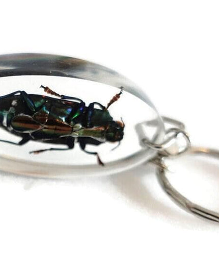 Real beetle keychain, resin keyring, cyphogastra javanica