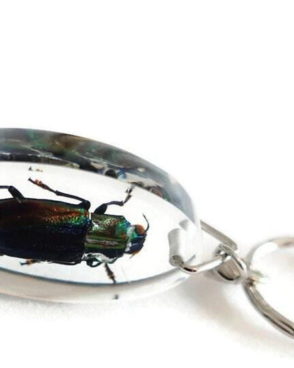 Real beetle keychain, resin keyring, cyphogastra javanica