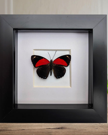 Framed callicore cyllene butterfly: peru tropical decor (4x4)