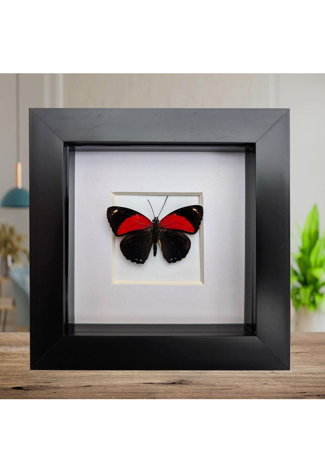 Framed callicore cyllene butterfly: peru tropical decor (4x4)