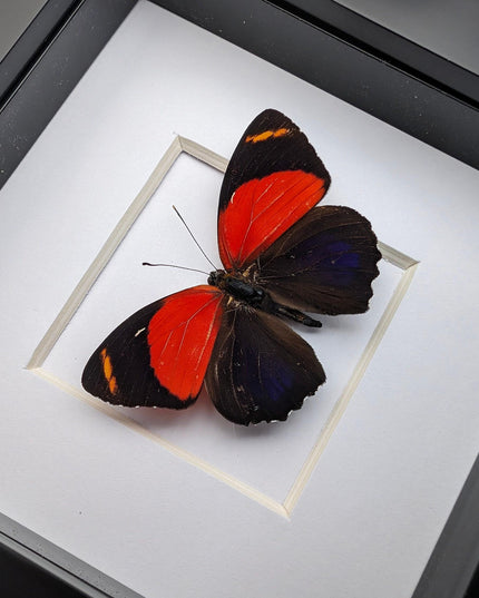 Framed callicore cyllene butterfly: peru tropical decor (4x4)